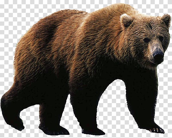 Polar bear Brown bear American black bear Grizzly bear, Bear angry transparent background PNG clipart