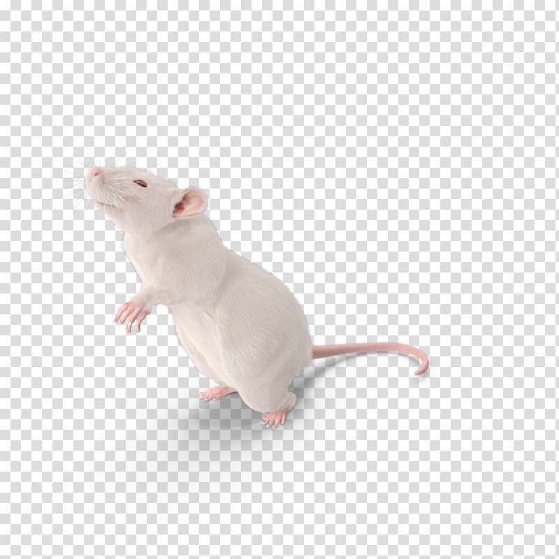white mouse, Mouse Brown rat Laboratory rat Murids Rodent, rat transparent background PNG clipart