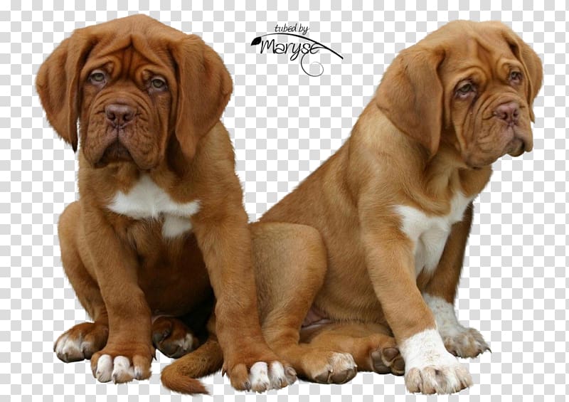 Tosa Dogue de Bordeaux Fila Brasileiro Old English Bulldog English Mastiff, puppy transparent background PNG clipart
