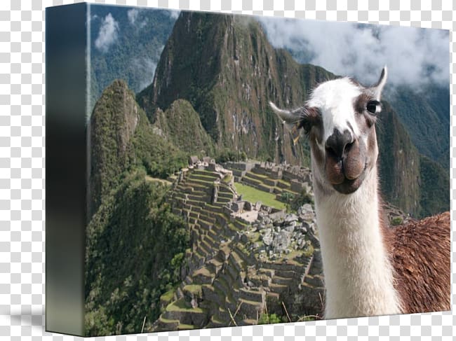 Machu Picchu Llama Inca Empire New7Wonders of the World bombing, Machu Picchu transparent background PNG clipart
