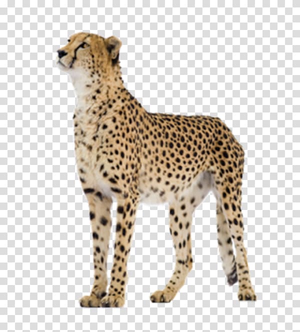 Cheetah Felinae , Looking leopard transparent background PNG clipart