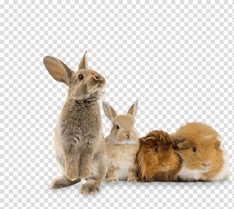 Lionhead rabbit Domestic rabbit Holland Lop, guinea pig transparent background PNG clipart