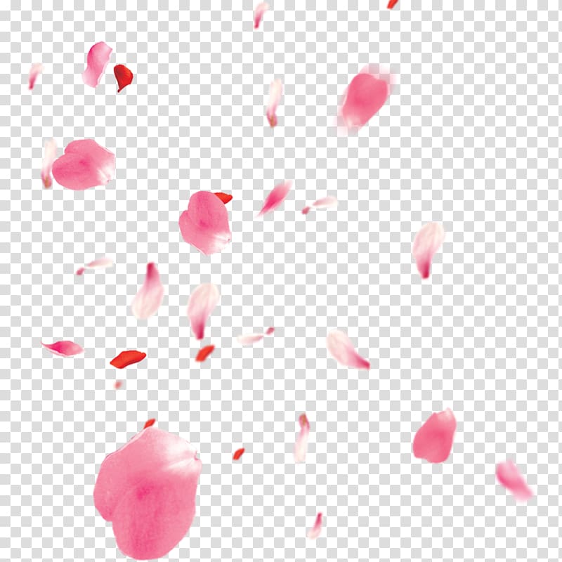 Cherry Blossom Tree with Falling Petals on Transparent Background