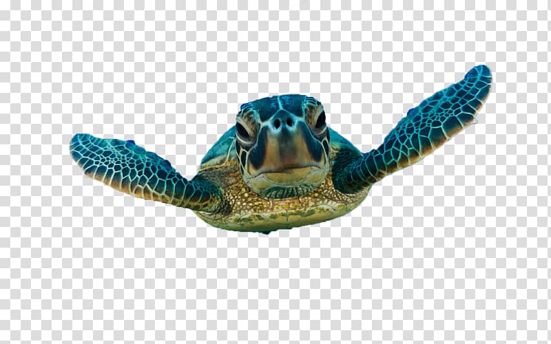 Green sea turtle Loggerhead sea turtle, tortoide transparent background PNG clipart