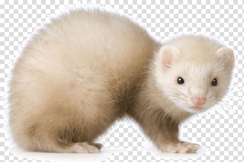 Ferret Stoat Otter Veterinarian Mink, ferret transparent background PNG clipart