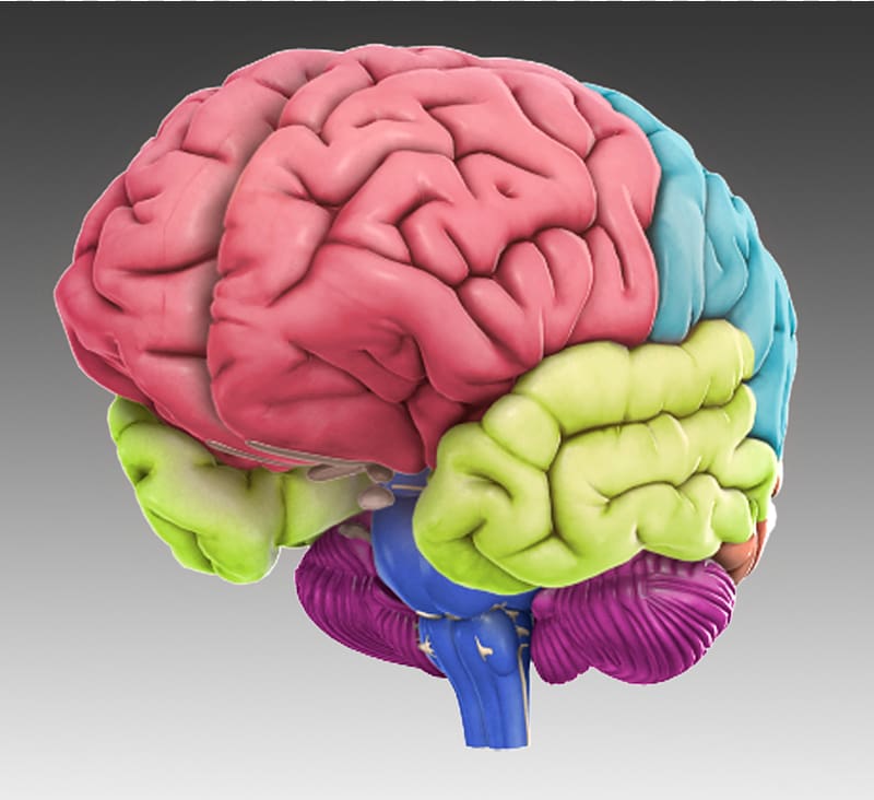 Dolan DNA Learning Center BRAIN Initiative Brain App Human brain, Brain transparent background PNG clipart