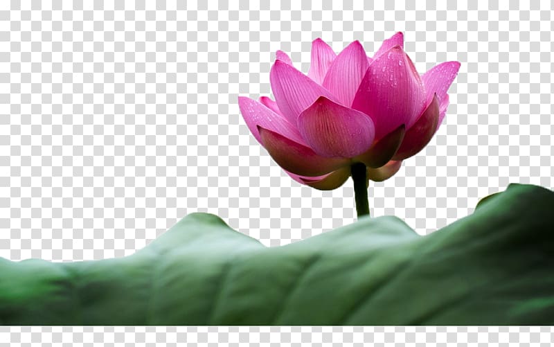 Nelumbo nucifera Flower Petal Water lily Lotus effect, Love lotus said lotus transparent background PNG clipart
