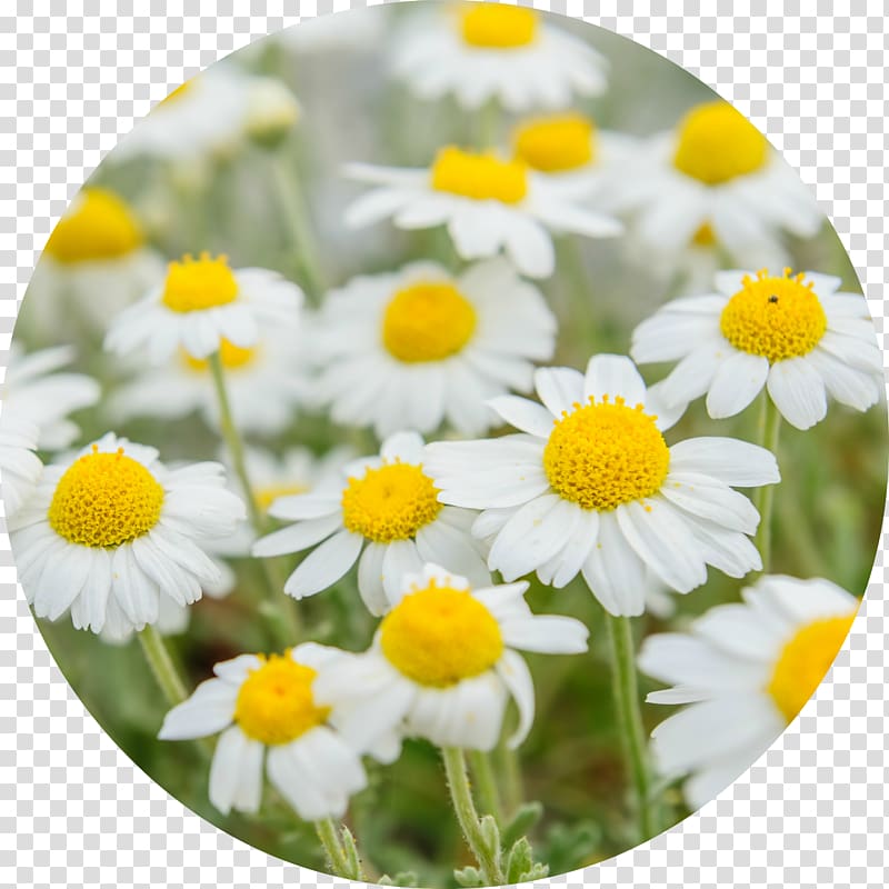 German chamomile Tea Roman chamomile Medicinal plants, chamomile transparent background PNG clipart