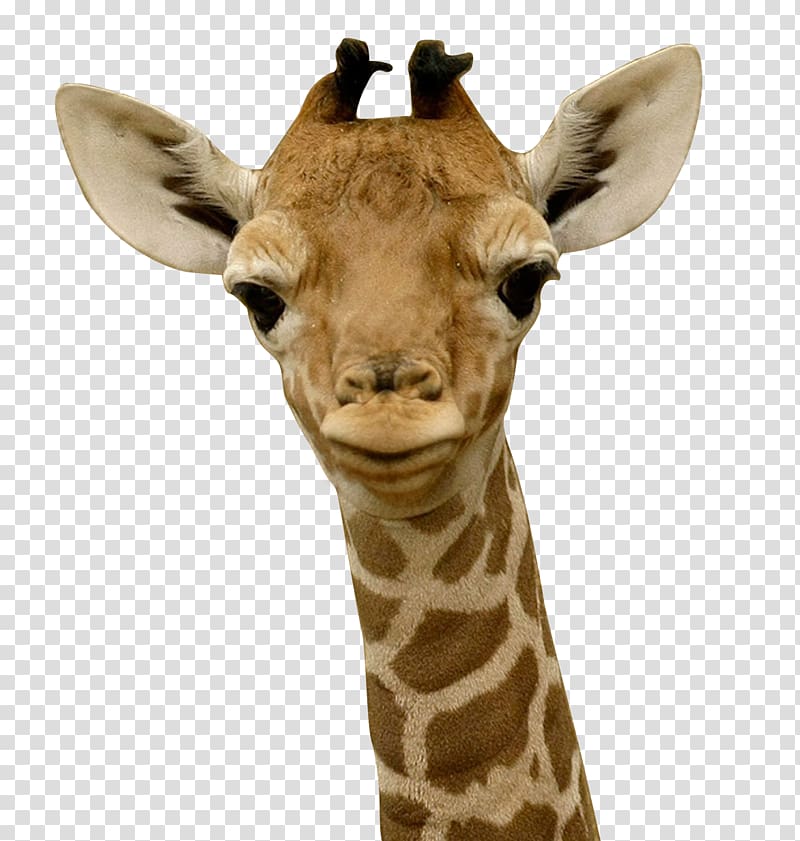 Baby Giraffes Infant Child Sleep, giraffe transparent background PNG clipart