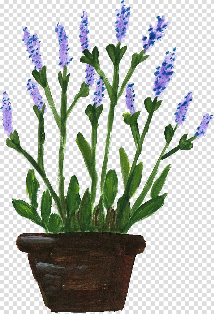 English lavender Lavandula dentata French lavender Flowerpot, flower pot transparent background PNG clipart