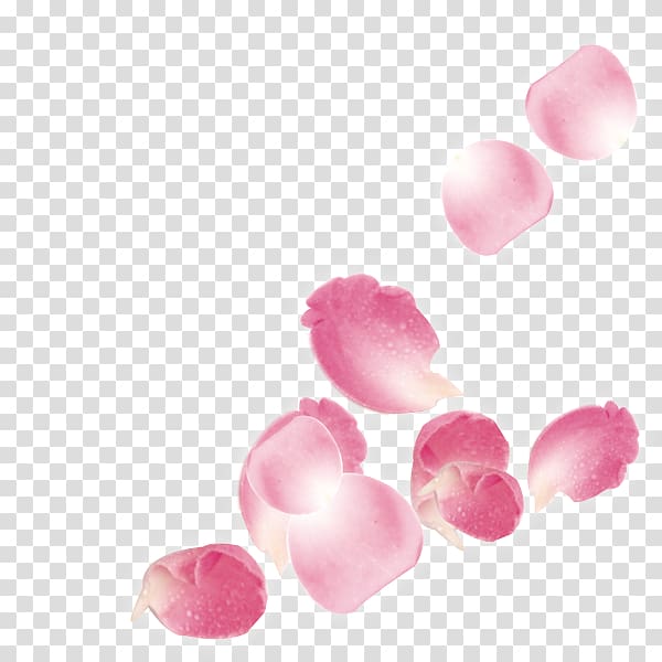 pink rose petals , Beach rose Petal, Pink roses falling leaves transparent background PNG clipart