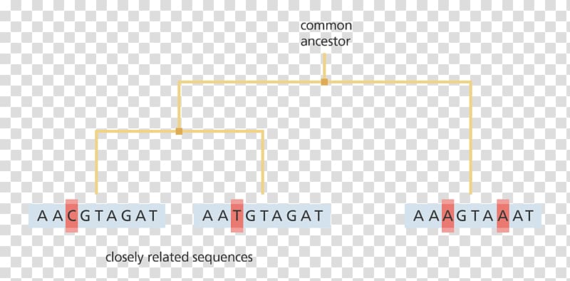 Phylogenetic tree DNA Phylogenetics Nucleic acid sequence Sequencing, phylogenetic tree transparent background PNG clipart