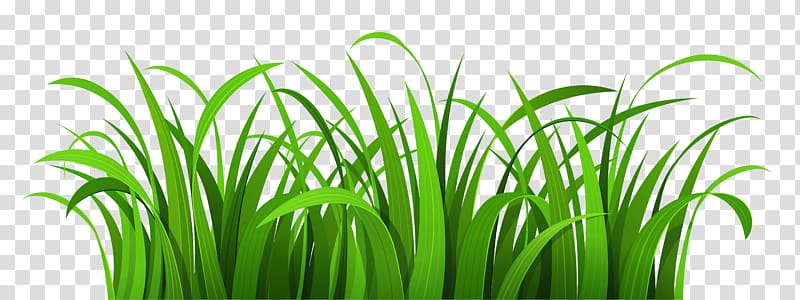 Lawn , Easter Grass transparent background PNG clipart