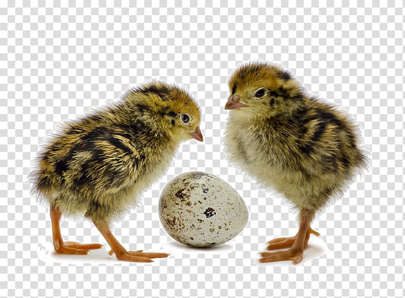 Common Quail Bird Chicken Egg, Bird transparent background PNG clipart