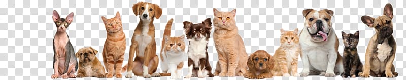 Cat Dog Ferret Veterinarian Pet, Cat transparent background PNG clipart