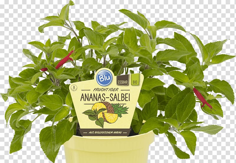 Herb Salvia elegans Common sage Lemon thyme Pineapple, mexiko transparent background PNG clipart