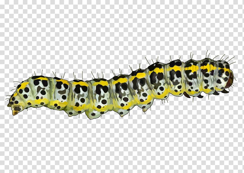 Caterpillar Mopane worm Pest Educational technology Tenerife, caterpillar transparent background PNG clipart