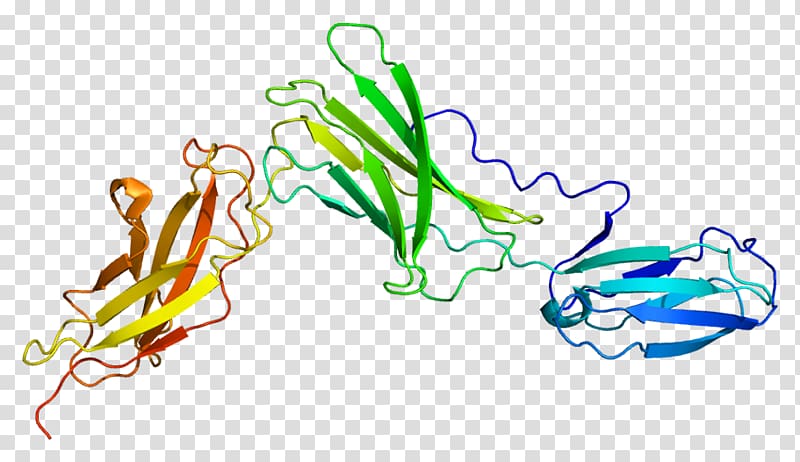 Interleukin-6 receptor Interleukin 6 Interleukin-1 family Tocilizumab, others transparent background PNG clipart