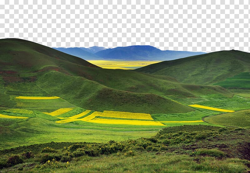 Flores Sea High-definition television, Qinghai canola flower sea HD landscape plan transparent background PNG clipart