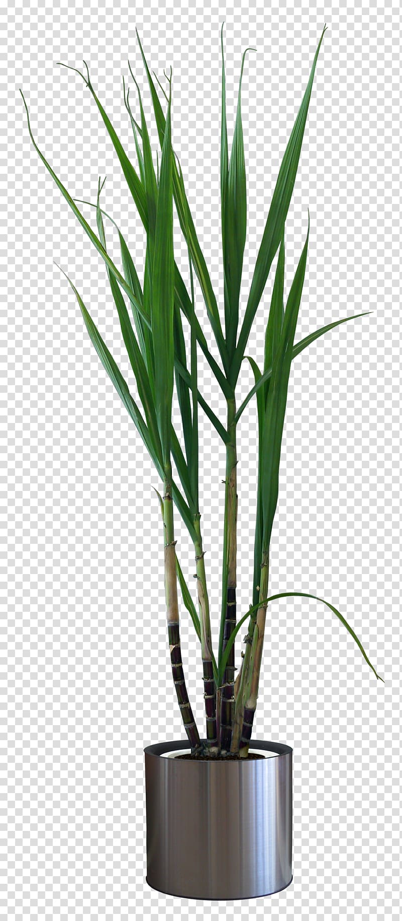 Houseplant Flowerpot Pixel, sugar cane transparent background PNG clipart
