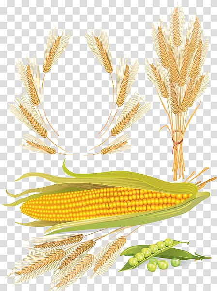 Wheat Maize Cereal Euclidean , Wheat corn transparent background PNG clipart