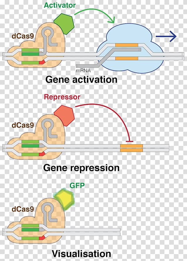 CRISPR interference Cas9 Genome editing Gene, Programmed Cell Death Protein 1 transparent background PNG clipart