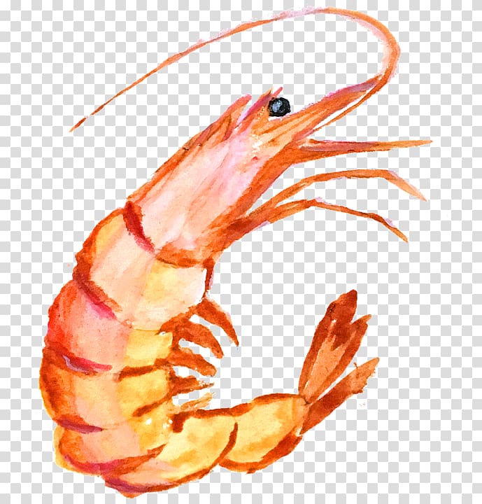 Portable Network Graphics Open, cute shrimp transparent background PNG clipart
