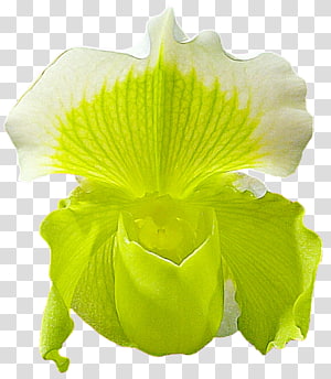 Petal Leaf, Leaf transparent background PNG clipart thumbnail