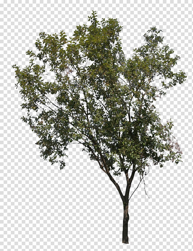 Norway maple Tree Deciduous Drawing , tree trunk transparent background PNG clipart