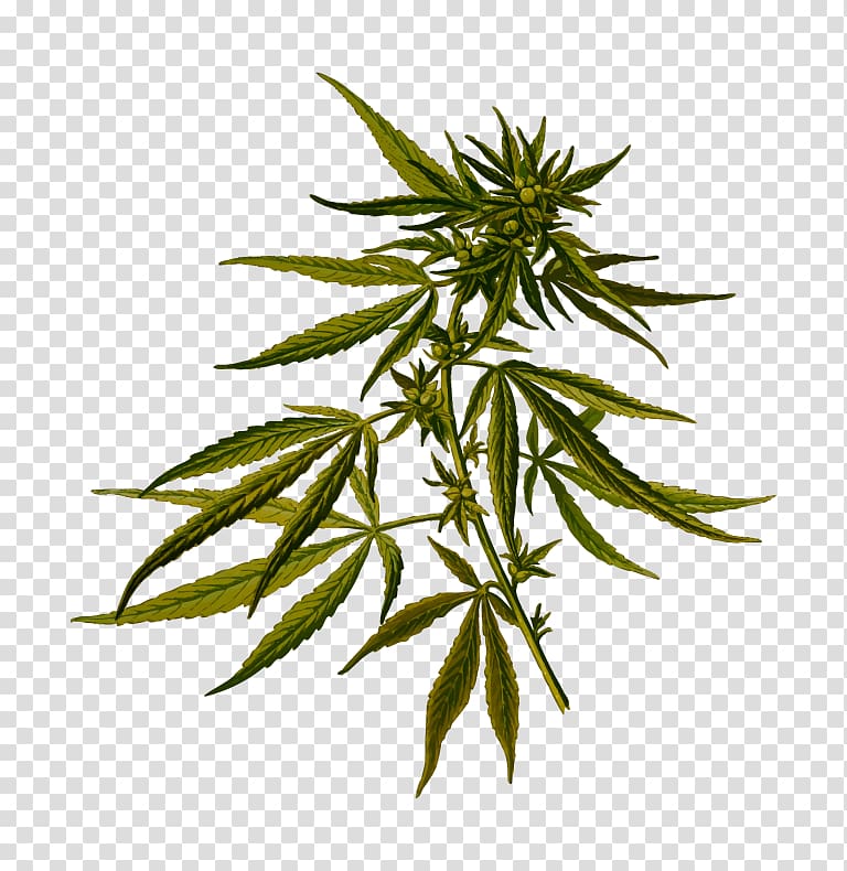 Cannabis sativa Hemp Hash oil Medical cannabis, cannabis transparent background PNG clipart