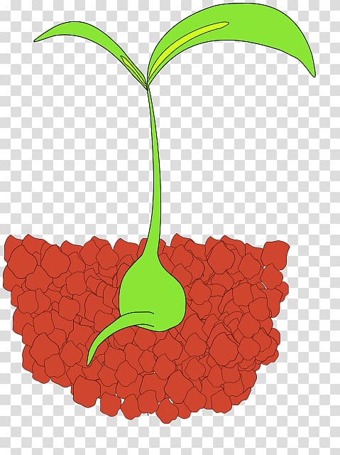 Seedling Sprouting , others transparent background PNG clipart