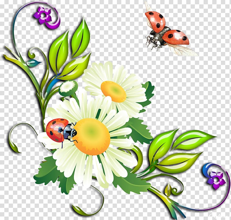 Flower Animation , camomile transparent background PNG clipart