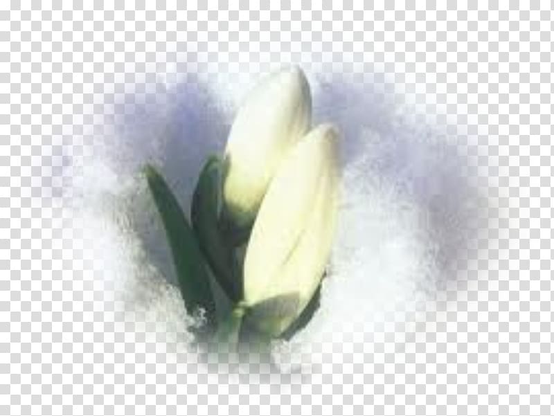 Perce-neige Snow Desktop Spring, crocus transparent background PNG clipart