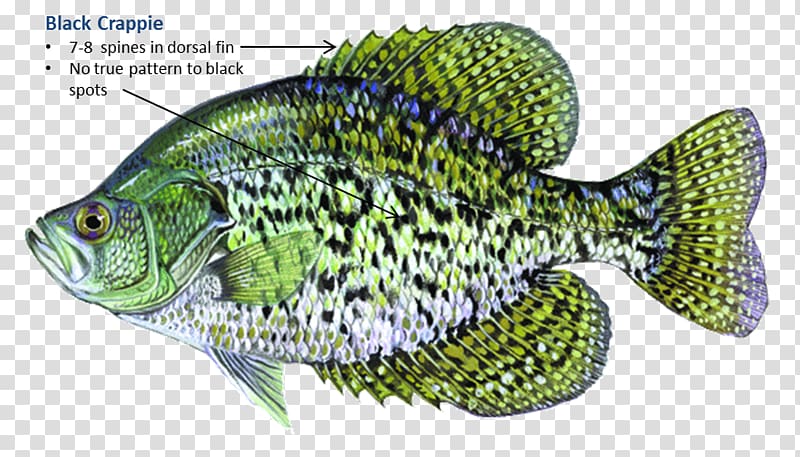 Black crappie White crappie Rainbow trout Largemouth bass, jump out of the water transparent background PNG clipart