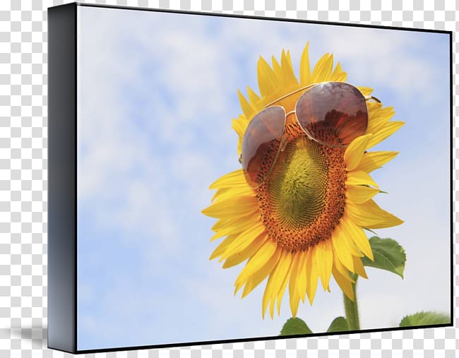 Frames sunflower m, Sunflower 3D transparent background PNG clipart