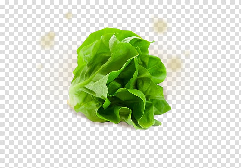 Iceberg lettuce Romaine lettuce Salad Vegetable, lettuce transparent background PNG clipart