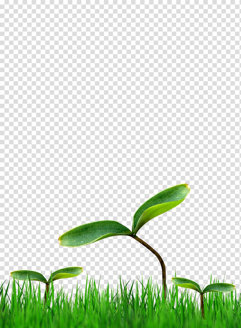 grass transparent background PNG clipart