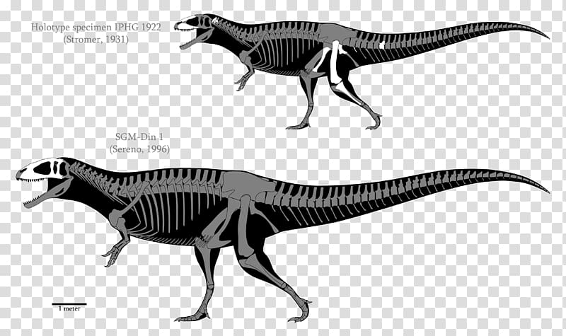 Carcharodontosaurus Acrocanthosaurus Tyrannosaurus Spinosaurus Yangchuanosaurus, Skeleton transparent background PNG clipart