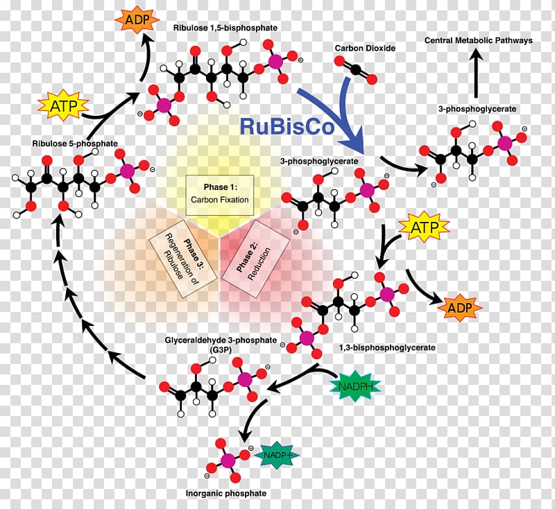 Calvin cycle Light-independent reactions C3 carbon fixation Ribulose 1,5-bisphosphate, transparent background PNG clipart