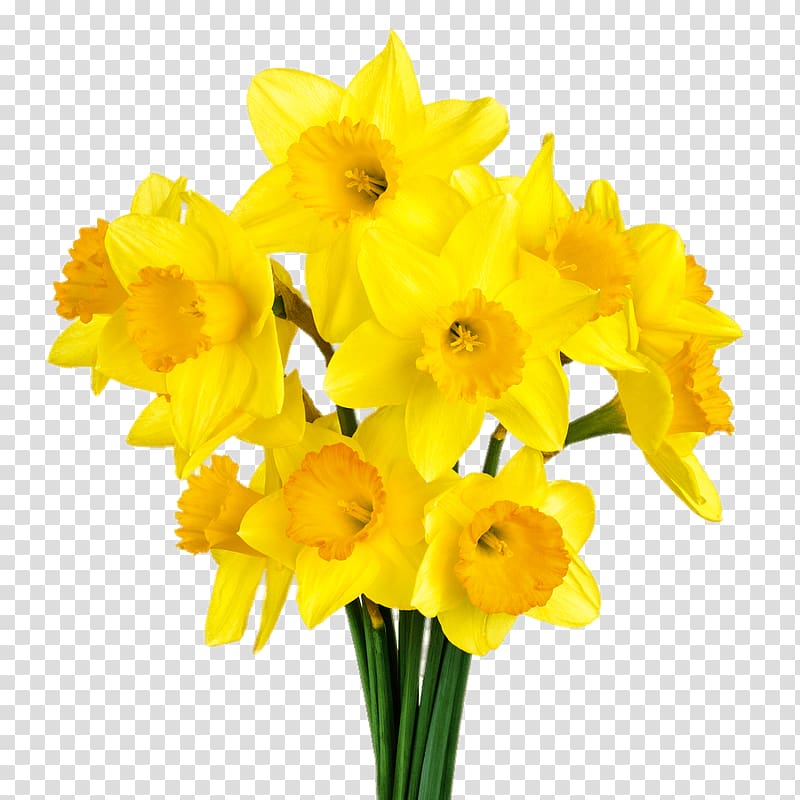 yellow daffodils, Daffodil Bunch transparent background PNG clipart
