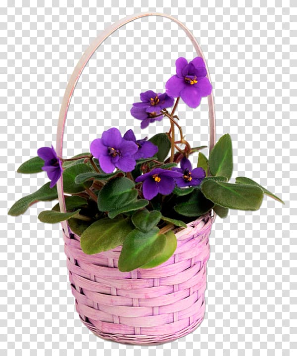 Pansy Violet Garden Chinese wisteria Seed, violet transparent background PNG clipart