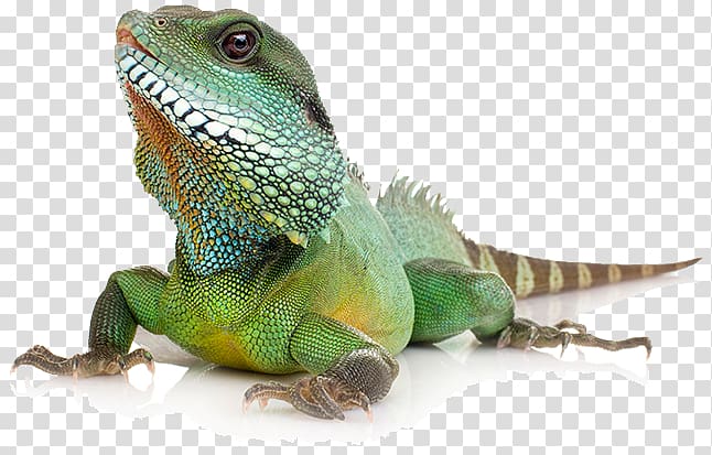 Common Iguanas Reptile Komodo dragon Lizard Chinese water dragon, Reptil transparent background PNG clipart