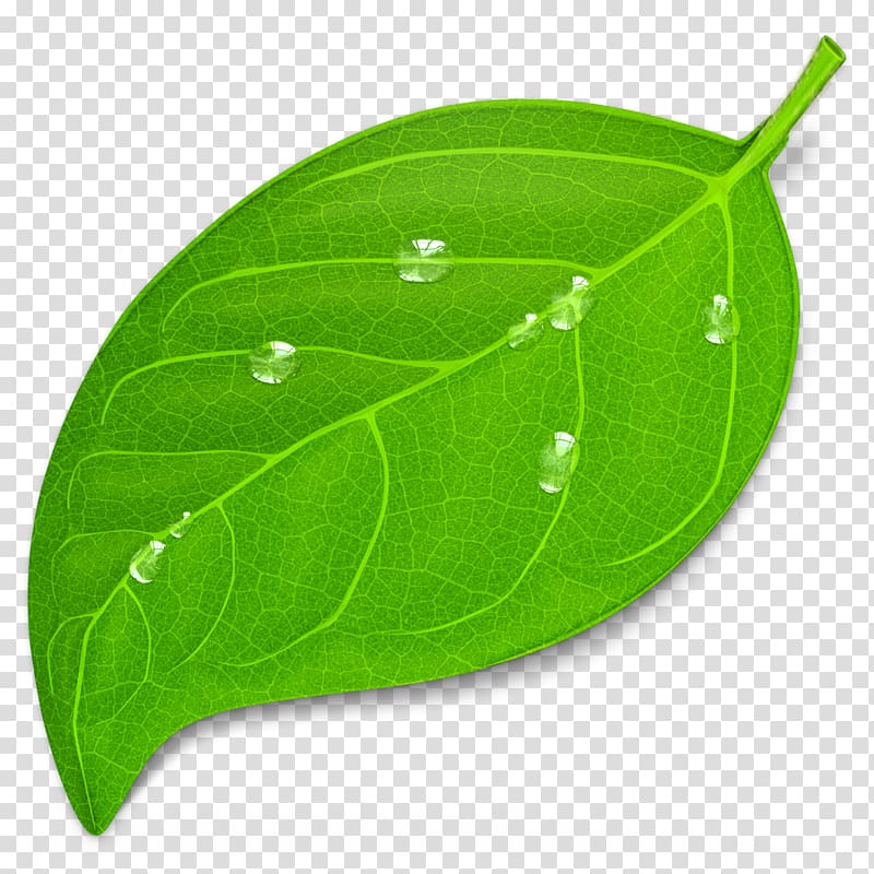 Web development Coda macOS, green leaves transparent background PNG clipart