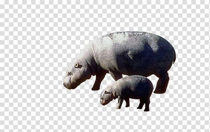 Pygmy hippopotamus The Hippopotamus, Size hippo transparent background PNG clipart