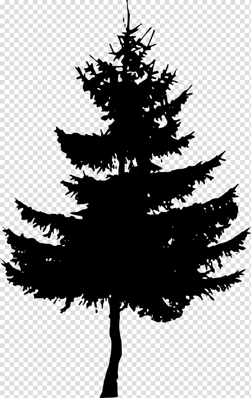 Fir Cedar Spruce Pinus palustris Tree, pine transparent background PNG clipart