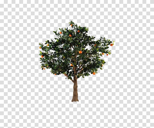 Citrus xc3u2014 sinensis Fruit tree Orange, Green orange tree transparent background PNG clipart