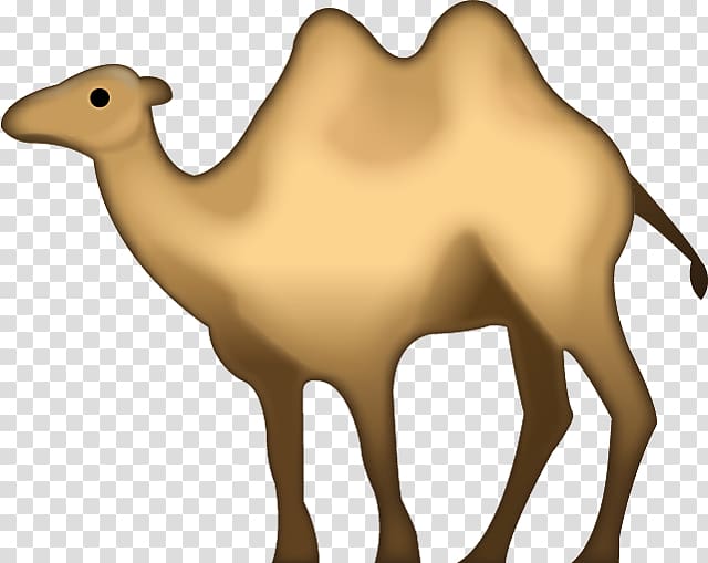 Bactrian camel Dromedary Emojipedia iPhone, camel toe transparent background PNG clipart