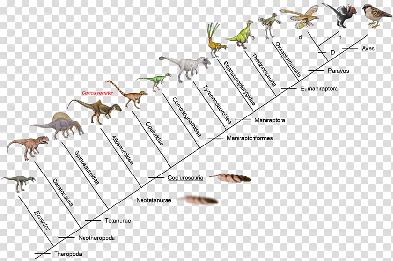 Evolution of birds Dinosaur Giganotosaurus Microraptor, plumas de ave transparent background PNG clipart
