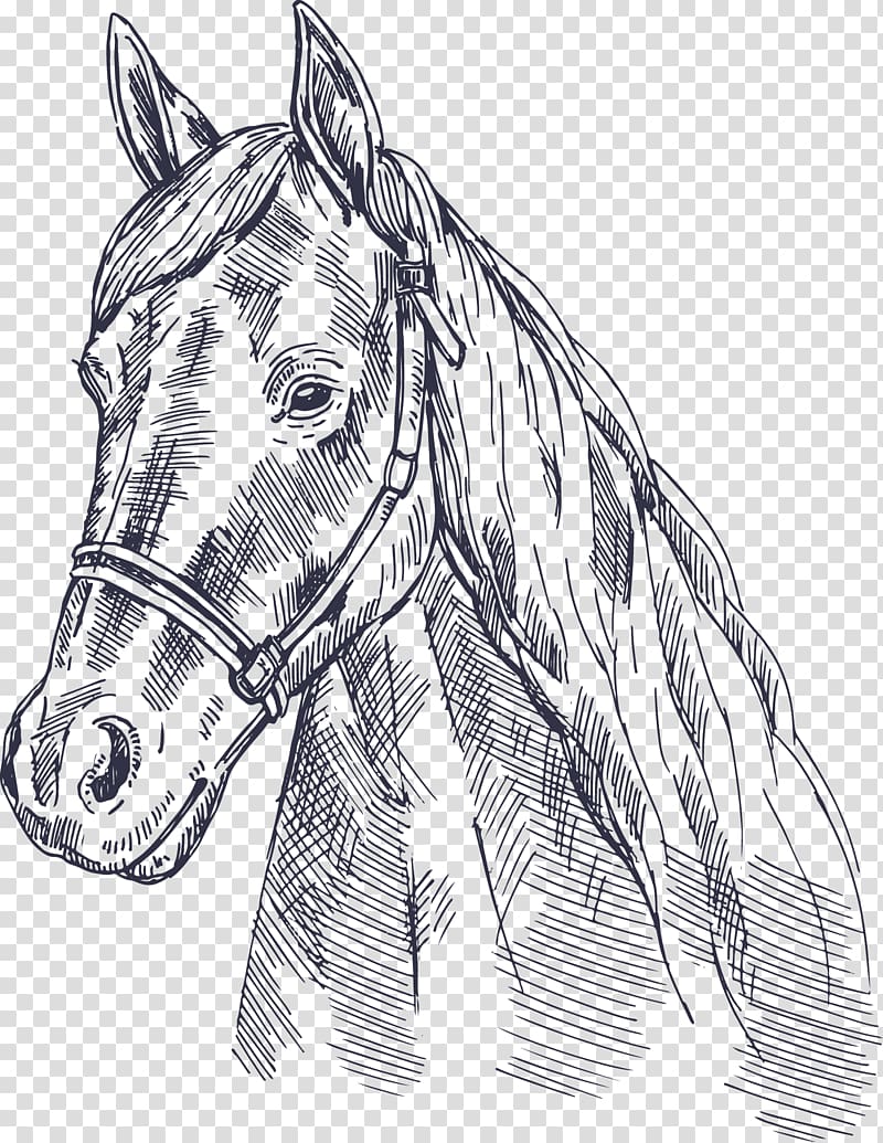 Horse Euclidean , horse transparent background PNG clipart