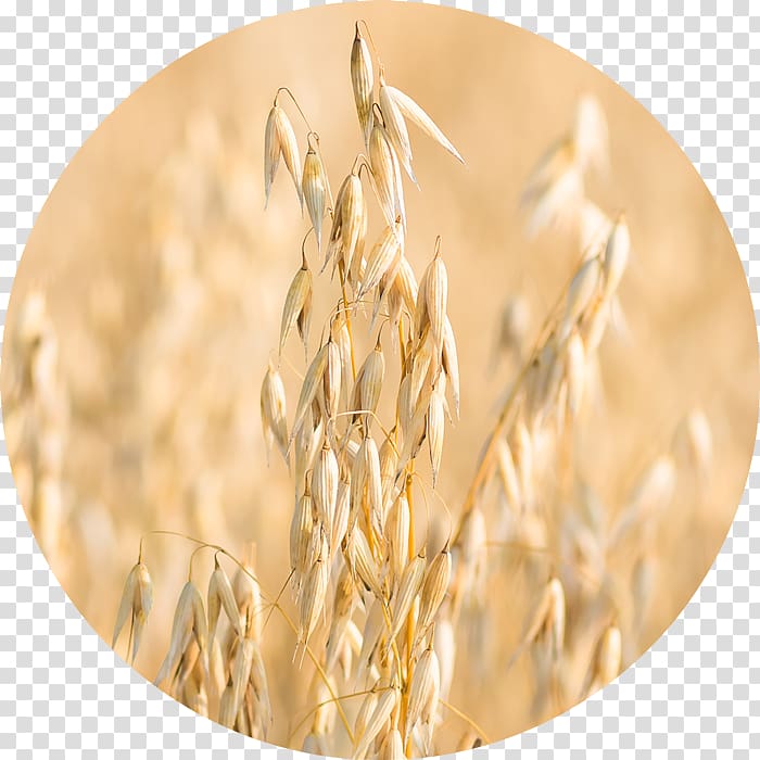 Oatmeal Whole grain Emmer Rye, Avena Fatua transparent background PNG clipart